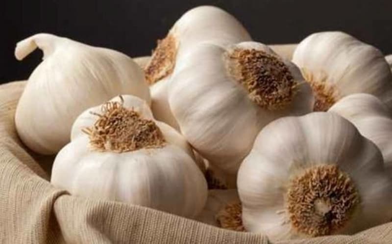 تصویر 4 از سیر خراسان کوچک حبه‌ های بلند و خوش‌ فرم